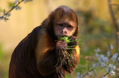 monkey ape, primate animal clipart