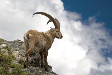 ibex animal in nature, fauna  clipart