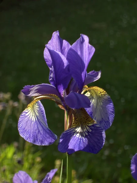 Vista Panoramica Bellissimo Fiore Iris — Foto Stock