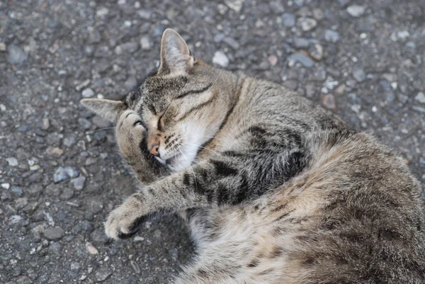 男人I Nen Kater — 图库照片