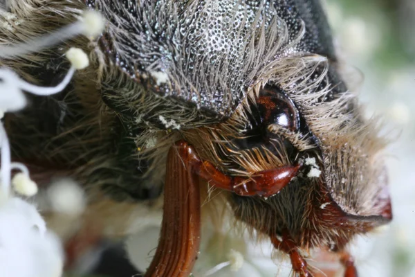 Nahaufnahme Von Käfer Der Natur — Stockfoto