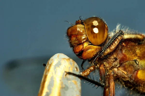 Odonate Libellule Dans Flore Naturelle — Photo