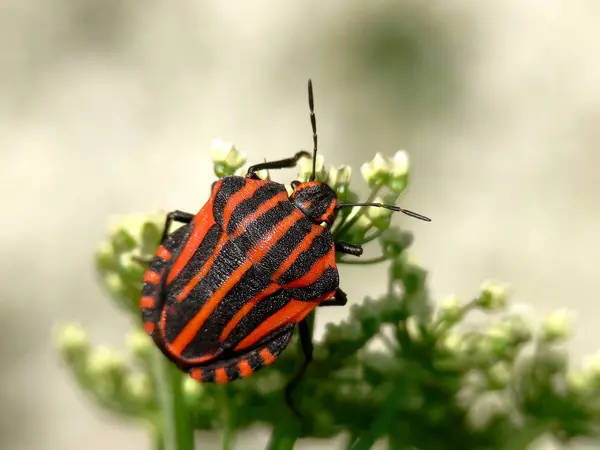 Closeup Του Bug Στην Άγρια Φύση — Φωτογραφία Αρχείου