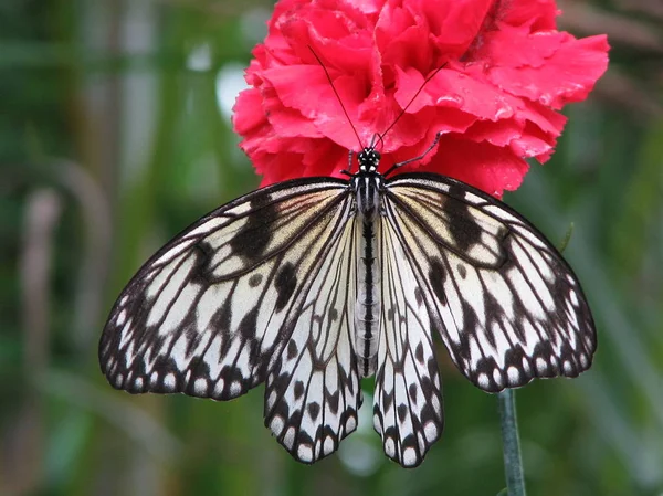 Papierdrachen Schmetterling — Stockfoto