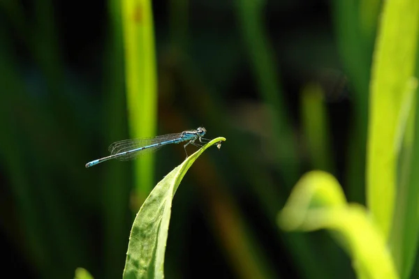 Insecto Naturaleza Mosca Dragonela Odonata — Foto de Stock