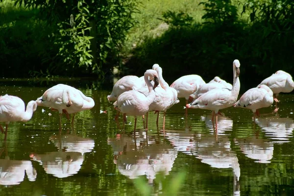 Aussichtsreiche Aussicht Auf Schöne Vögel Der Natur — Stockfoto