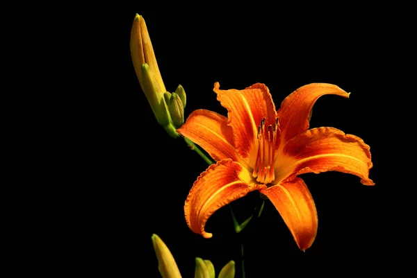 Schöne Botanische Aufnahme Natürliche Tapete — Stockfoto