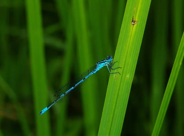 Vista Macro Primer Plano Del Insecto Libélula — Foto de Stock