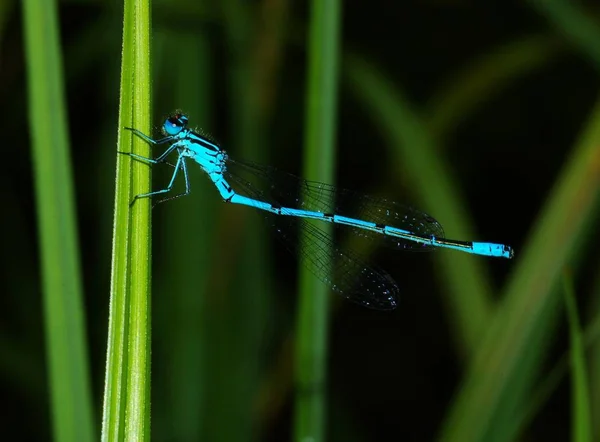 Close Macro View Van Libelle Insect — Stockfoto