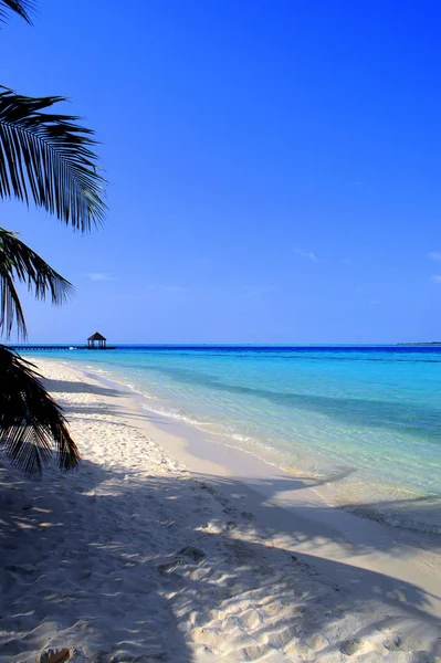 Areia Branca Palmeiras Mar Azul Turquesa Que Mais Você Poderia — Fotografia de Stock