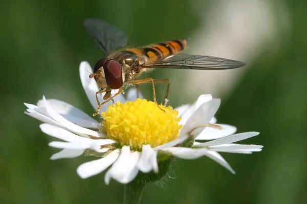 Schöne Blühende Blumen Natur Hintergrund — Stockfoto