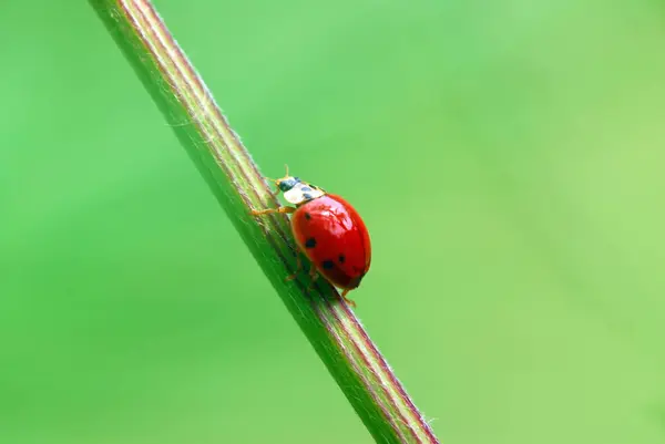 Gros Plan Bug Nature Sauvage — Photo