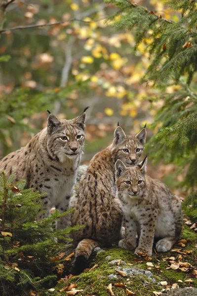 Jonge Dieren Selectieve Focus — Stockfoto