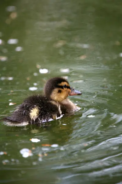 Vue Panoramique Canard Colvert Mignon Nature — Photo