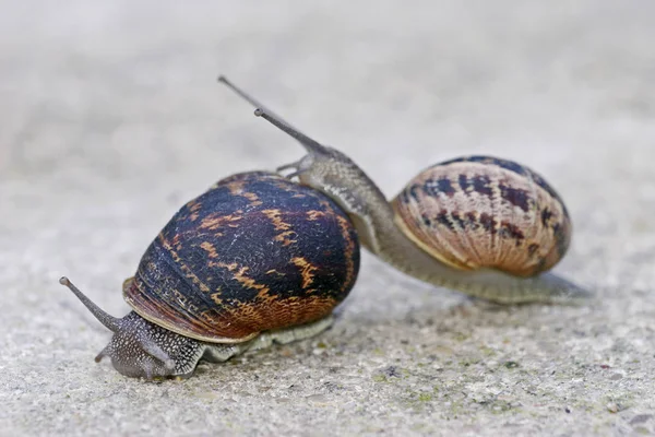 Lumaca Animale Mollusco Gasteropode — Foto Stock