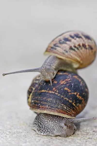 Coquille Hélice Mollusque Escargot — Photo