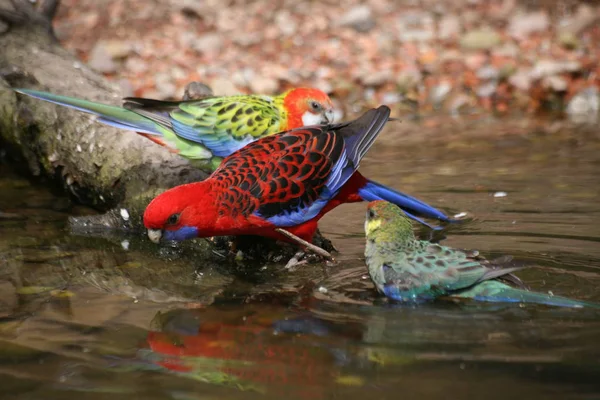 Vista Panorámica Hermoso Pájaro Periquito Naturaleza — Foto de Stock