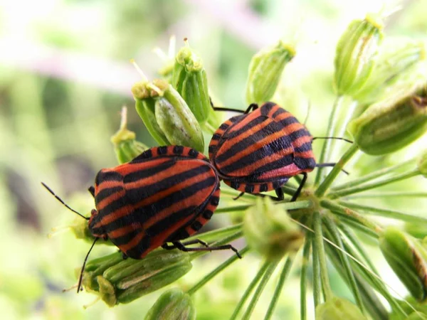 Fait Natif Europe Sud Ces Bugs Bandes Devraient Pas Traîner — Photo