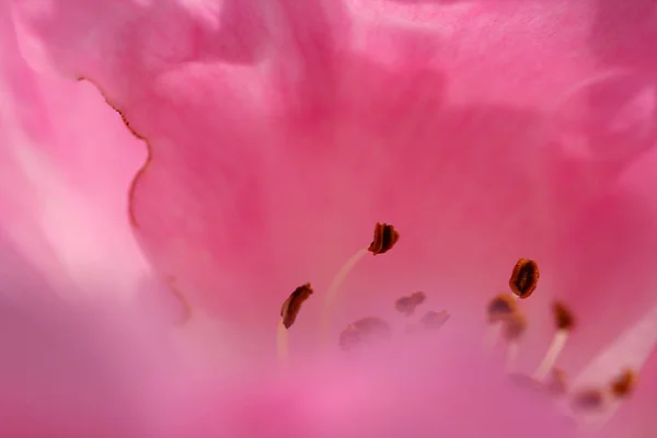 Pétales Fleur Rose Rouge Flore — Photo