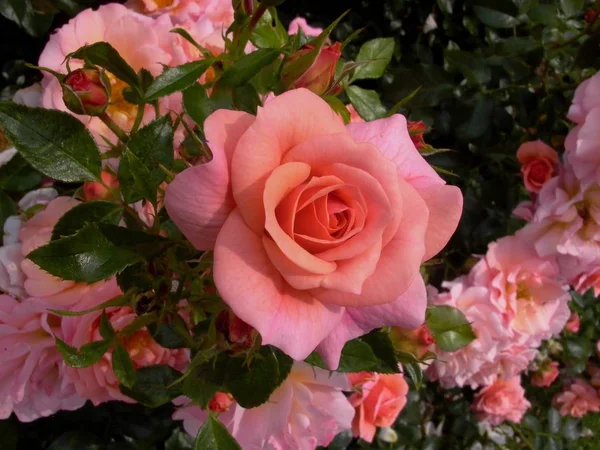 バラの花びら植物 — ストック写真