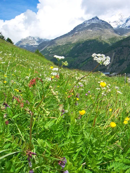 Prado Flores Los Alpes —  Fotos de Stock
