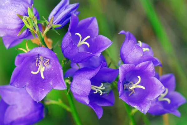 Flores Del Prado Hermoso Verano Flora Follaje — Foto de Stock