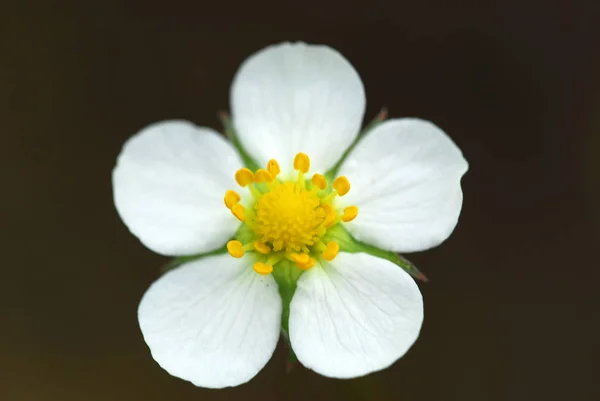 Beautiful Botanical Shot Natural Wall — Stock Photo, Image