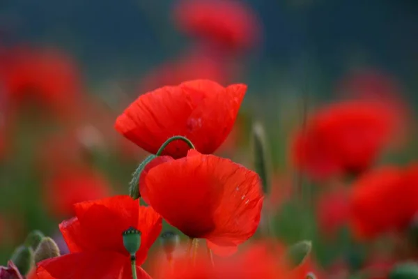 Közeli Kilátás Gyönyörű Vad Mák Virágok — Stock Fotó