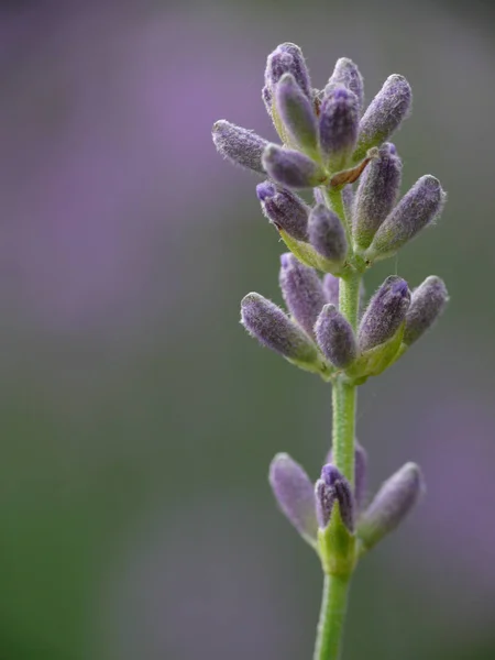 Flores Aromáticas Lavanda Arquivado — Fotografia de Stock