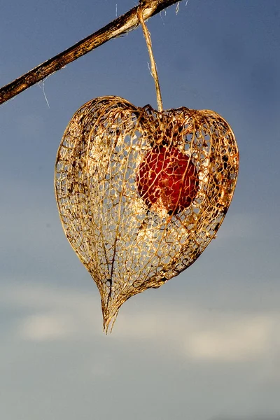 Bunter Hintergrund Für Valentinstag Karte — Stockfoto