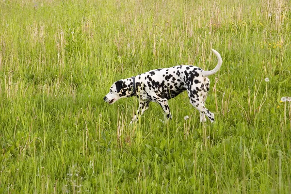 Δαλματίας Σκύλος Μαύρο Και Άσπρο Κατοικίδιο Ζώο — Φωτογραφία Αρχείου