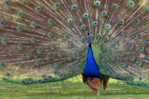 Paví Pták Peří Fauna — Stock fotografie