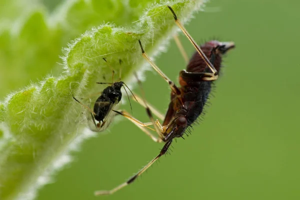 Big Eating Predator Bug — Stock Photo, Image