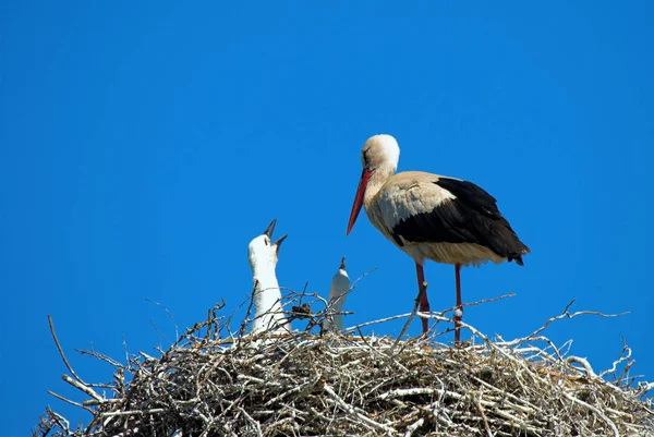 Cegonhas Pernas Compridas Pescoço Comprido Pássaro Vagueando — Fotografia de Stock