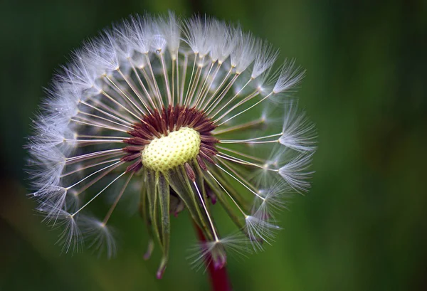 Nahaufnahme Von Natürlichen Löwenzahn Blume — Stockfoto