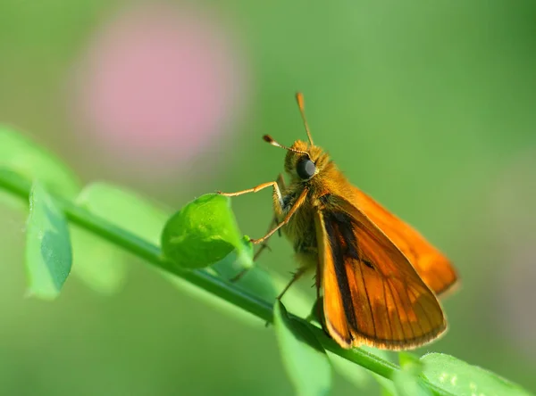 Gros Plan Bug Nature Sauvage — Photo