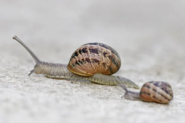 Hélice Mollusque Escargot Coquille — Photo