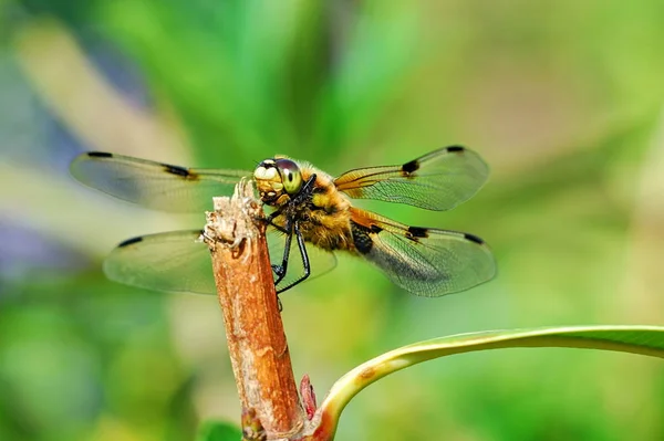 Insectă Floră Faună Libelulă — Fotografie, imagine de stoc