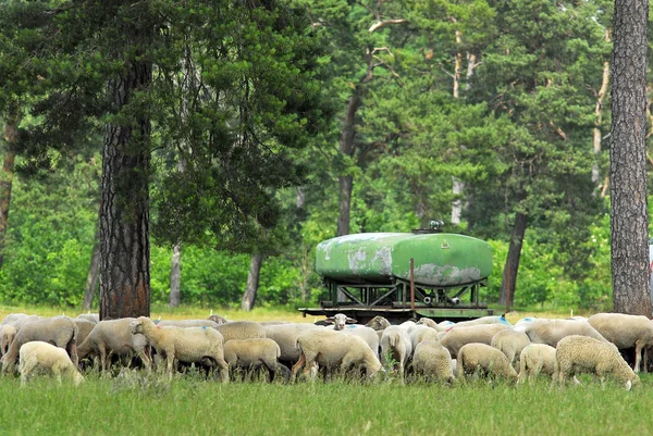 Vista Panorâmica Agricultura Campo — Fotografia de Stock