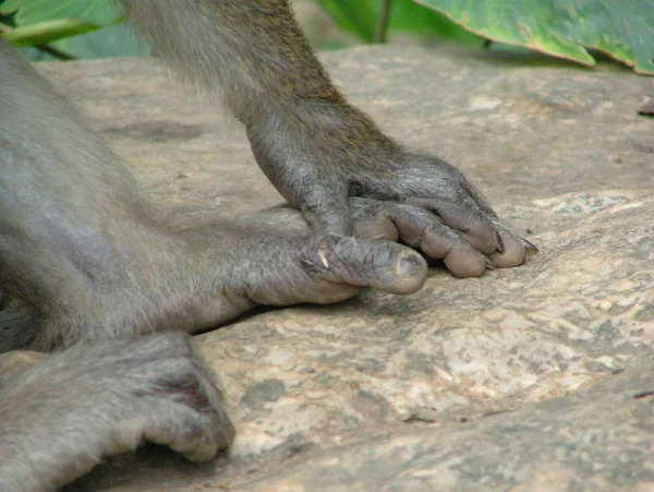 Closeup of animal at zoo