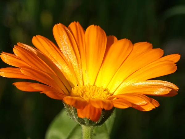 Pétalos Flores Caléndula Florece Flora — Foto de Stock