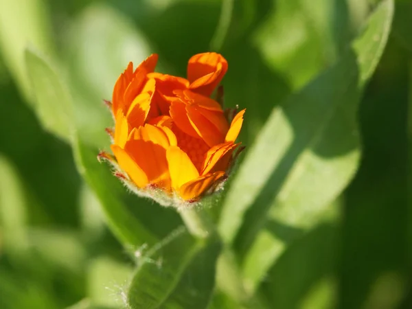Красивый Вид Природный Цветок Маригольд — стоковое фото