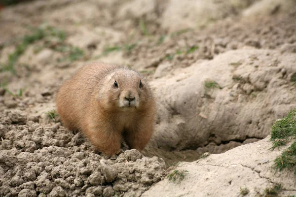 動物園での動物の閉鎖 — ストック写真