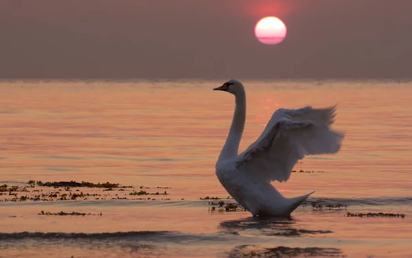 夕阳西下天鹅舞 — 图库照片