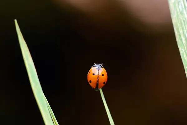 Gros Plan Bug Nature Sauvage — Photo