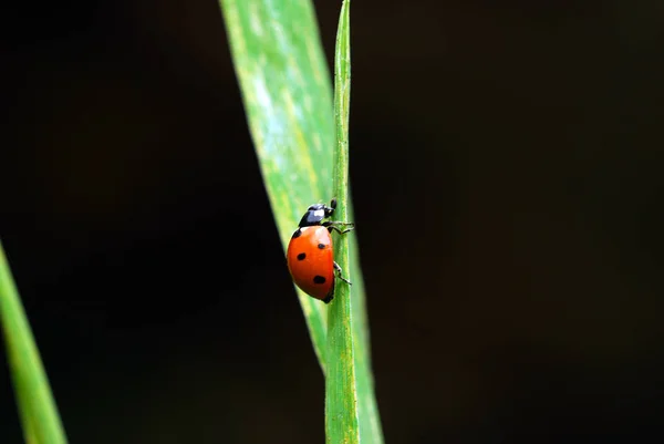 Close Bekijken Van Schattig Lieveheersbeestje — Stockfoto