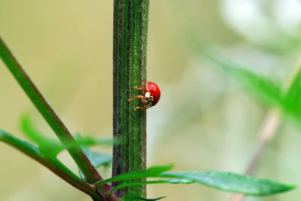 Gros Plan Bug Nature Sauvage — Photo