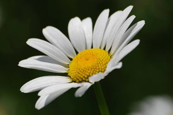 Güzel Marguerite Çiçeklerinin Manzarası — Stok fotoğraf