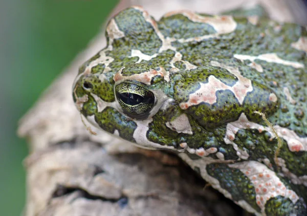 Yeşil Kurbağa Yeşil Kurbağa Sapo Verde Berbat Vert Rospo Smeraldino — Stok fotoğraf