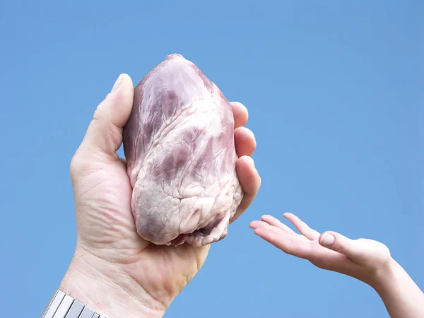 Organspende Herz Der Hand — Stockfoto
